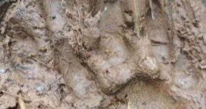 Boyacá, Alerta por ataque de jaguar a varias personas en Cubará