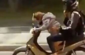 Video: Conductor que puso a manejar moto a su perro podría ser sancionado