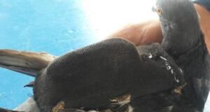 INPEC captura a paloma mensajera tratando de ingresar a un centro carcelario