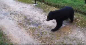 Video: Avistado oso de anteojo en Bogotá oso_anteojos