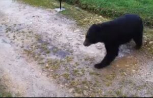 Video: Avistado oso de anteojo en Bogotá oso_anteojos