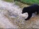 Video: Avistado oso de anteojo en Bogotá oso_anteojos