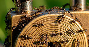 El Teorema de Enag Porin